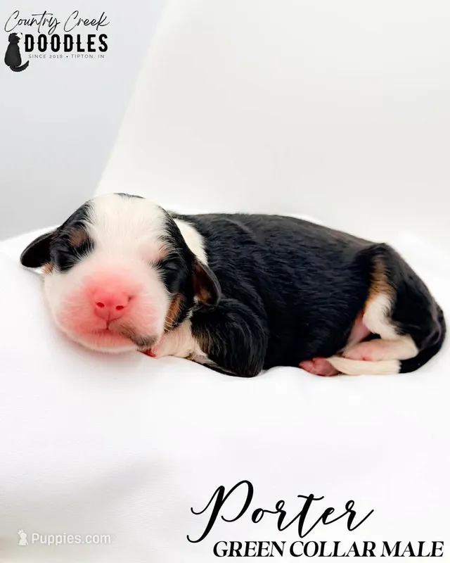 Porter – Bernedoodle puppy for sale in Tipton, IN