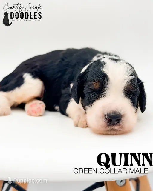 Quinn – Miniature Bernedoodle puppy for sale in Tipton, IN