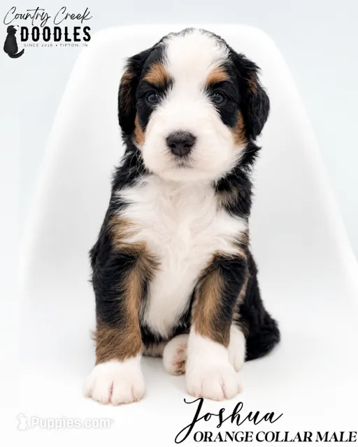 Joshua – Bernedoodle puppy for sale in Tipton, IN