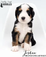 Joshua, a male Bernedoodle for sale in Tipton, IN – 1 of 3