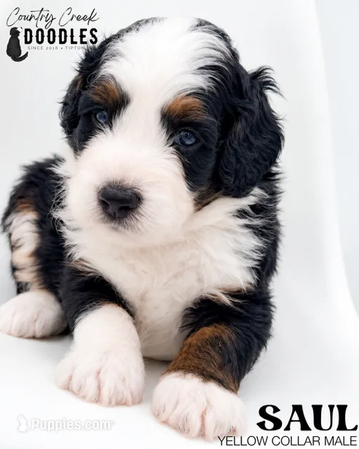 Saul – Miniature Bernedoodle puppy for sale in Tipton, IN