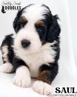 Saul, a male Miniature Bernedoodle for sale in Tipton, IN – 1 of 5