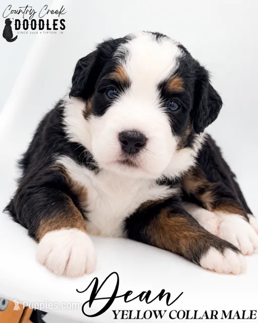 Dean – Bernedoodle puppy for sale in Tipton, IN