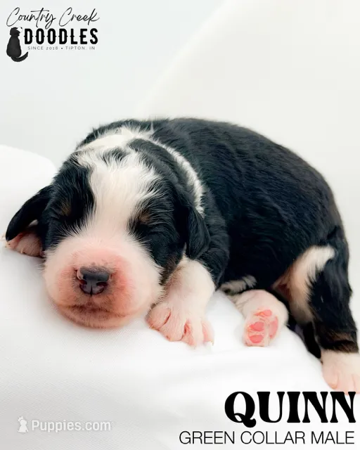 Quinn – Miniature Bernedoodle puppy for sale in Tipton, IN