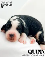 Quinn, a male Miniature Bernedoodle for sale in Tipton, IN – 3 of 5