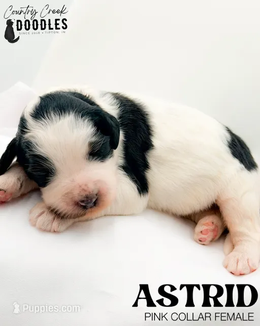 Astrid – Miniature Bernedoodle puppy for sale in Tipton, IN