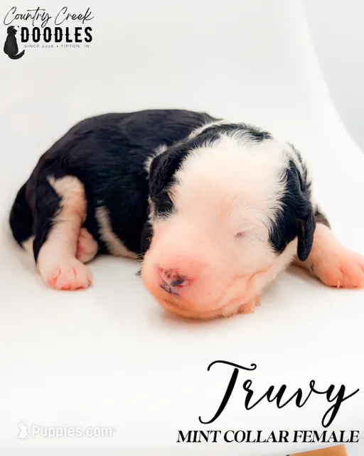 Truvy – Bernedoodle puppy for sale in Tipton, IN