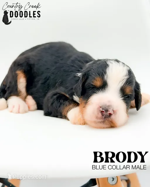 Brody – Miniature Bernedoodle puppy for sale in Tipton, IN