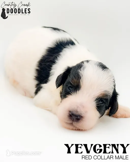 Yevgeny – Miniature Bernedoodle puppy for sale in Tipton, IN