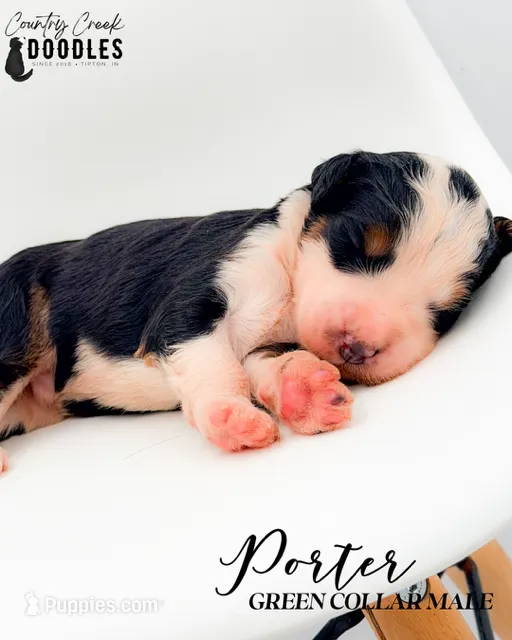 Porter – Bernedoodle puppy for sale in Tipton, IN
