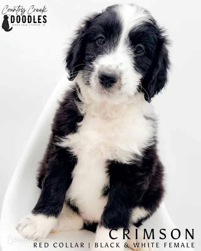 Crimson – Miniature Aussiedoodle puppy for sale in Tipton, IN