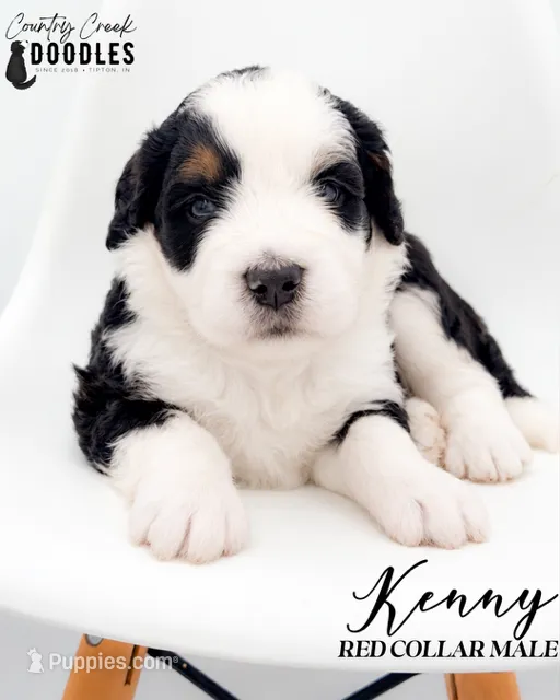 Kenny – Bernedoodle puppy for sale in Tipton, IN