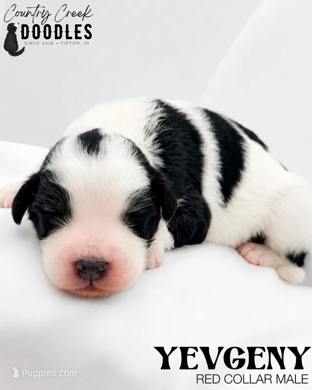 Yevgeny – Miniature Bernedoodle puppy for sale in Tipton, IN