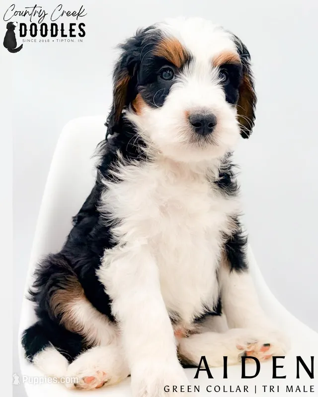 Aiden – Miniature Aussiedoodle puppy for sale in Tipton, IN
