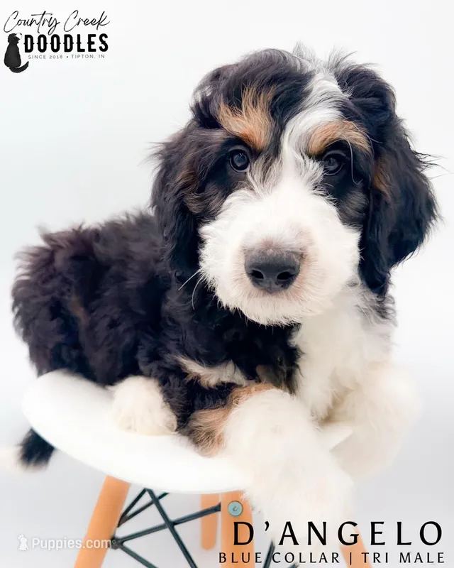D’Angelo – Miniature Aussiedoodle puppy for sale in Tipton, IN