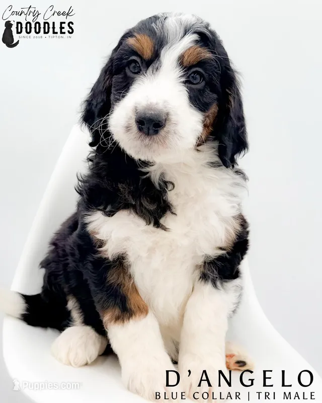 D’Angelo – Miniature Aussiedoodle puppy for sale in Tipton, IN