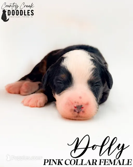 Dolly – Bernedoodle puppy for sale in Tipton, IN