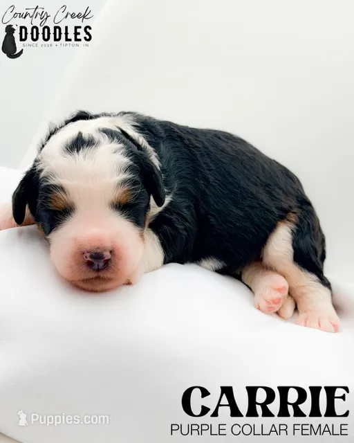 Carrie – Miniature Bernedoodle puppy for sale in Tipton, IN