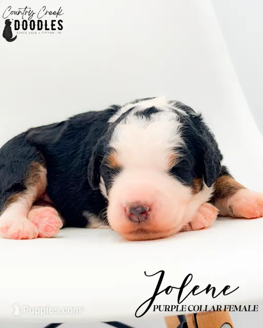 Jolene – Bernedoodle puppy for sale in Tipton, IN