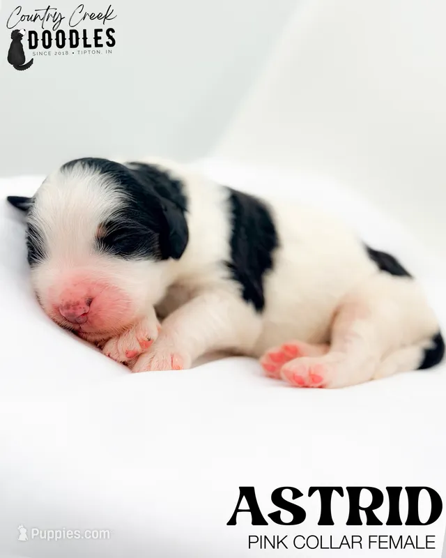 Astrid – Miniature Bernedoodle puppy for sale in Tipton, IN