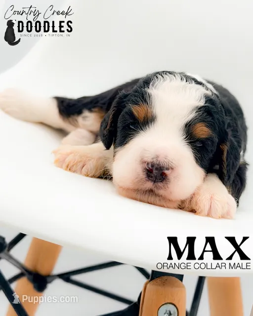 Max – Miniature Bernedoodle puppy for sale in Tipton, IN