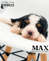 Max, a male Miniature Bernedoodle for sale in Tipton, IN – 2 of 5