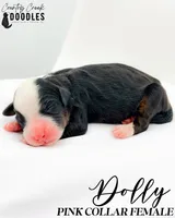 Dolly, a female Bernedoodle for sale in Tipton, IN – 4 of 8