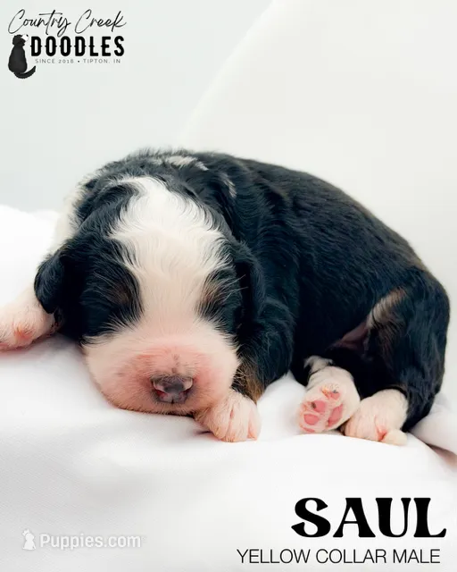 Saul – Miniature Bernedoodle puppy for sale in Tipton, IN