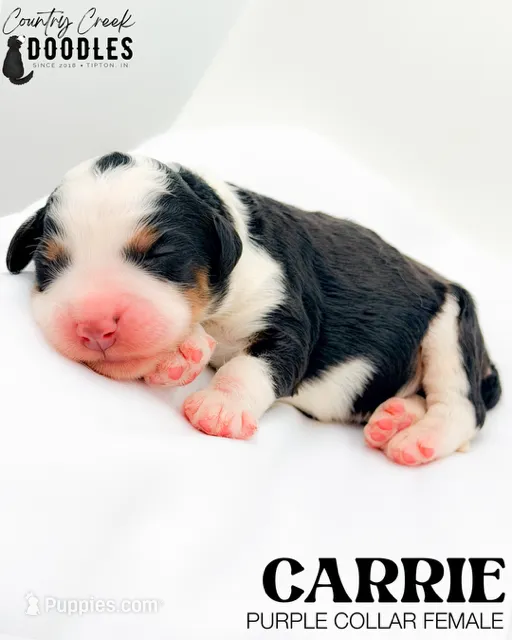 Carrie – Miniature Bernedoodle puppy for sale in Tipton, IN