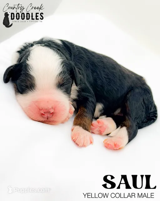 Saul – Miniature Bernedoodle puppy for sale in Tipton, IN