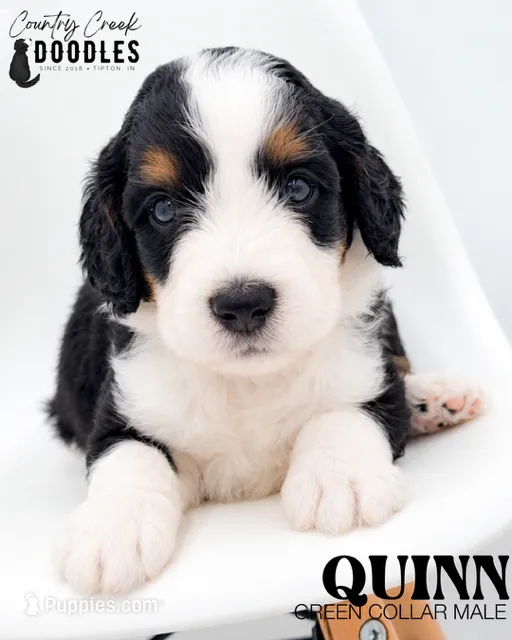 Quinn – Miniature Bernedoodle puppy for sale in Tipton, IN