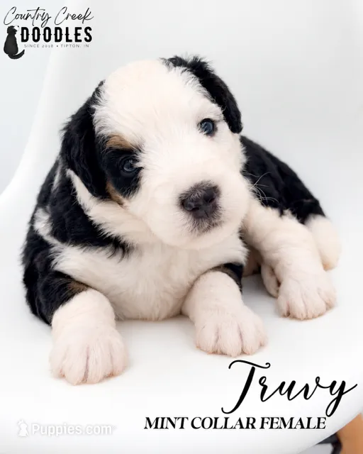 Truvy – Bernedoodle puppy for sale in Tipton, IN
