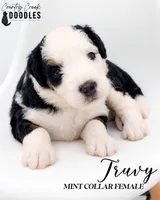 Truvy, a female Bernedoodle for sale in Tipton, IN – 1 of 3