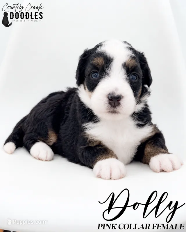 Dolly – Bernedoodle puppy for sale in Tipton, IN