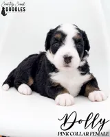 Dolly, a female Bernedoodle for sale in Tipton, IN – 1 of 10