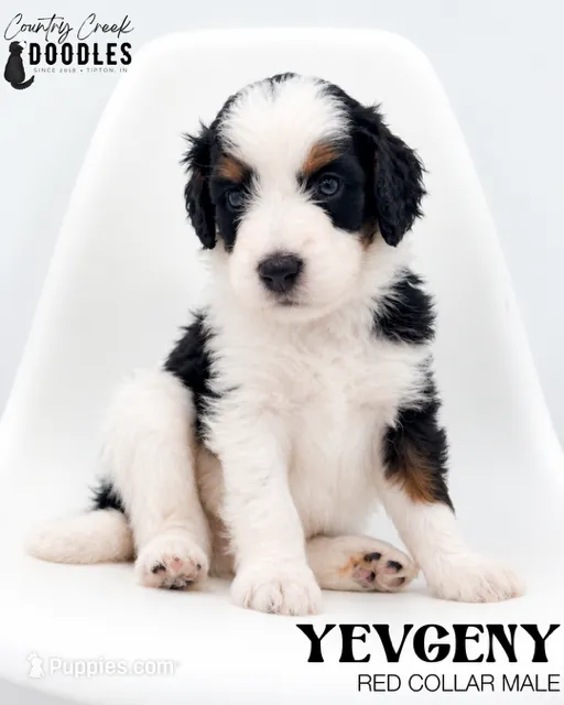 Yevgeny – Miniature Bernedoodle puppy for sale in Tipton, IN