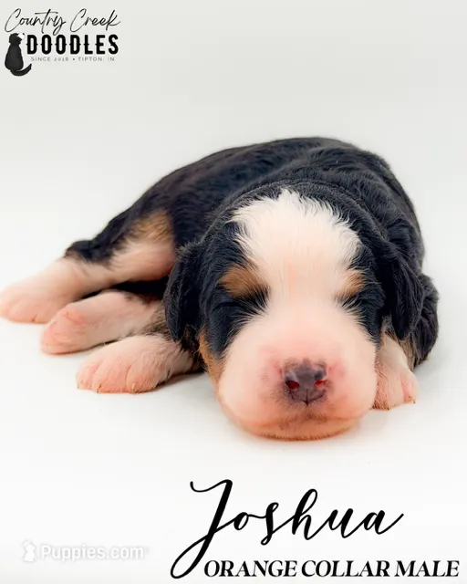 Joshua – Bernedoodle puppy for sale in Tipton, IN