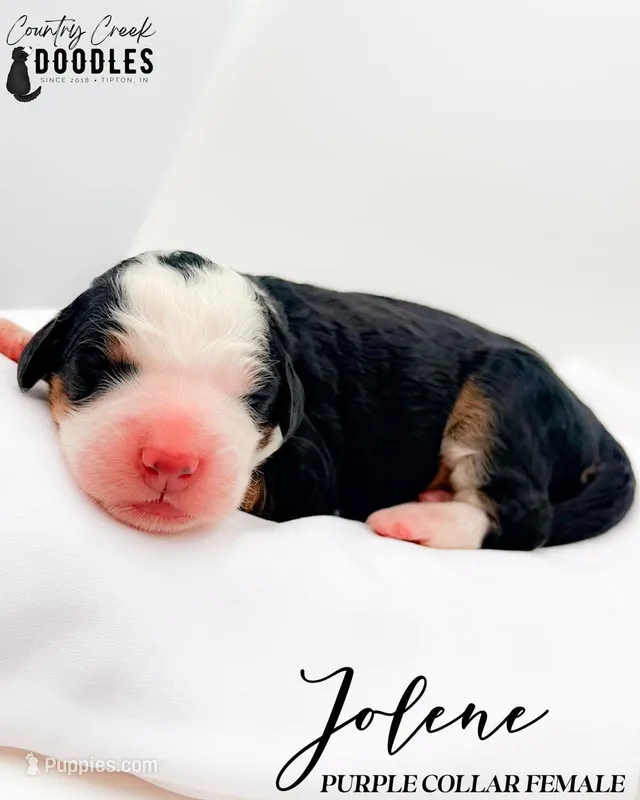 Dolly – Bernedoodle puppy for sale in Tipton, IN
