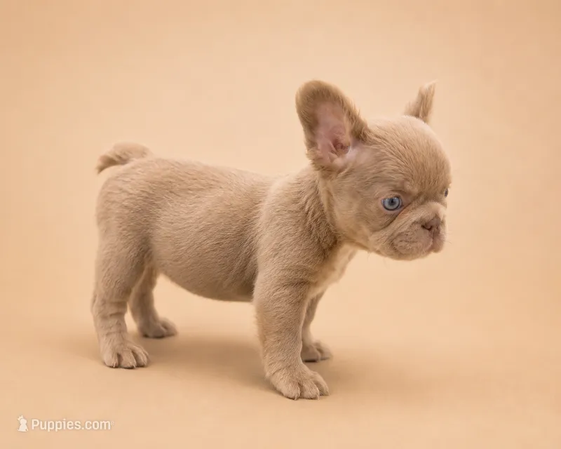 Pinkie – French Bulldog puppy for sale in Woodland Hills, CA