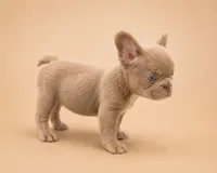 Pinkie, a female French Bulldog for sale in Woodland Hills, CA – 1 of 3