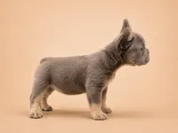 Brownie, a female French Bulldog for sale in Woodland Hills, CA – 3 of 3