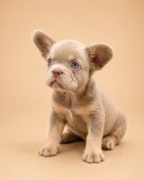 Bluey, a male French Bulldog for sale in Woodland Hills, CA – 2 of 3