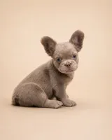 Theo, a male French Bulldog for sale in Woodland Hills, CA – 1 of 2