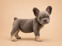 Brownie, a female French Bulldog for sale in Woodland Hills, CA – 2 of 3