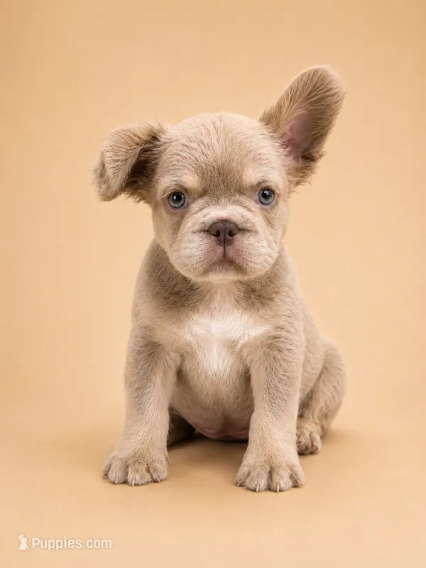 Sunshine – French Bulldog puppy for sale in Woodland Hills, CA