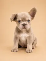 Sunshine, a female French Bulldog for sale in Woodland Hills, CA – 1 of 3