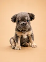 Purp, a female French Bulldog for sale in Woodland Hills, CA – 2 of 3