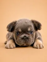 Purp, a female French Bulldog for sale in Woodland Hills, CA – 3 of 3