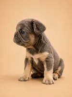 Purp, a female French Bulldog for sale in Woodland Hills, CA – 1 of 3
