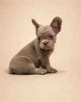 Theo, a male French Bulldog for sale in Woodland Hills, CA – 2 of 2